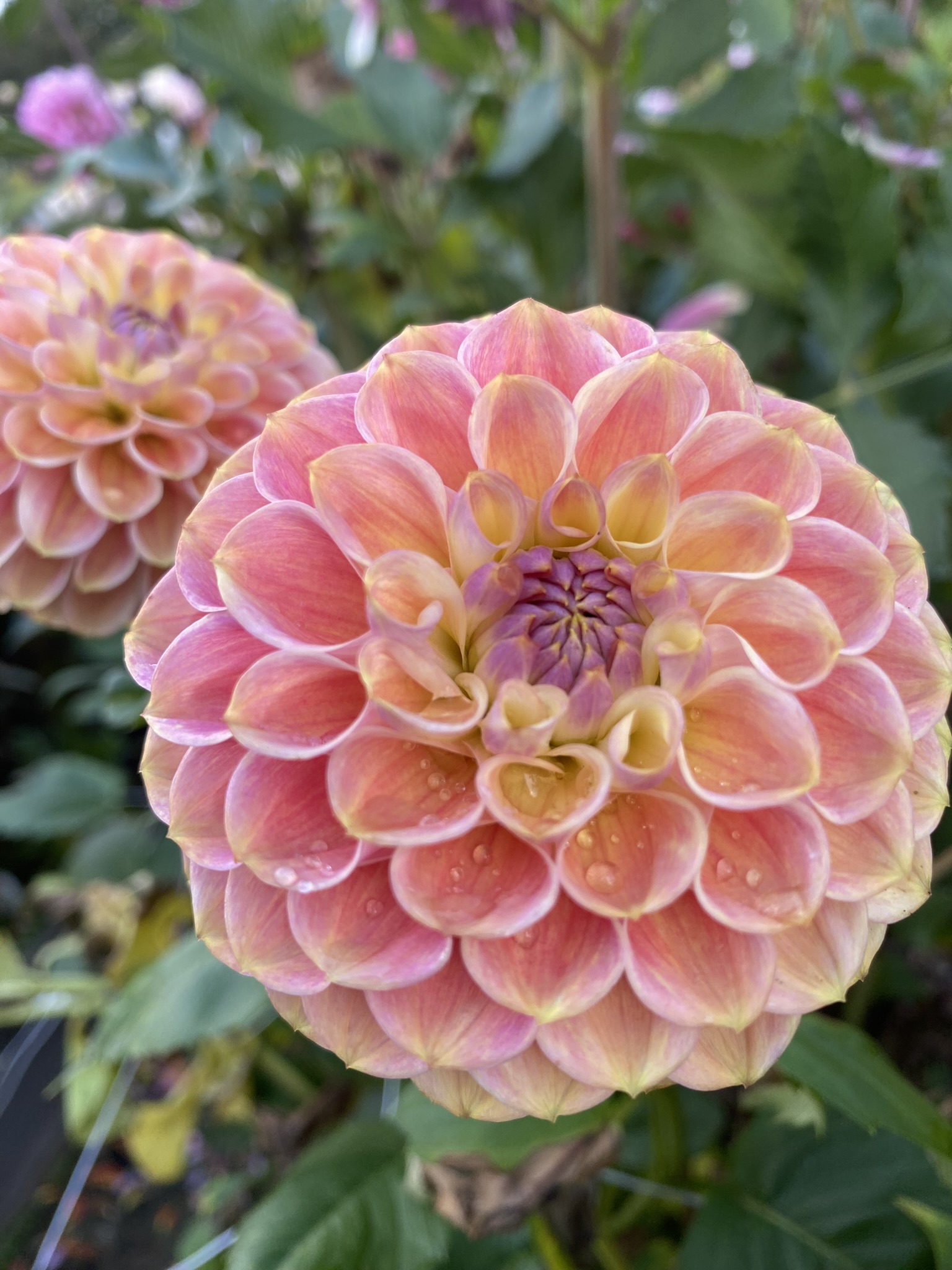 Coseytown Babycakes Soaring Heart Dahlias
