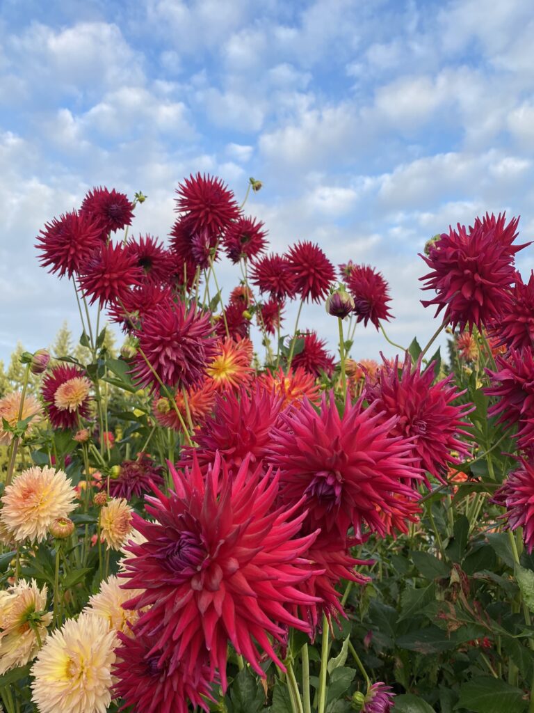 AC Hawk - Soaring Heart Dahlias