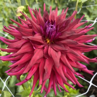 Shop – Soaring Heart Dahlias