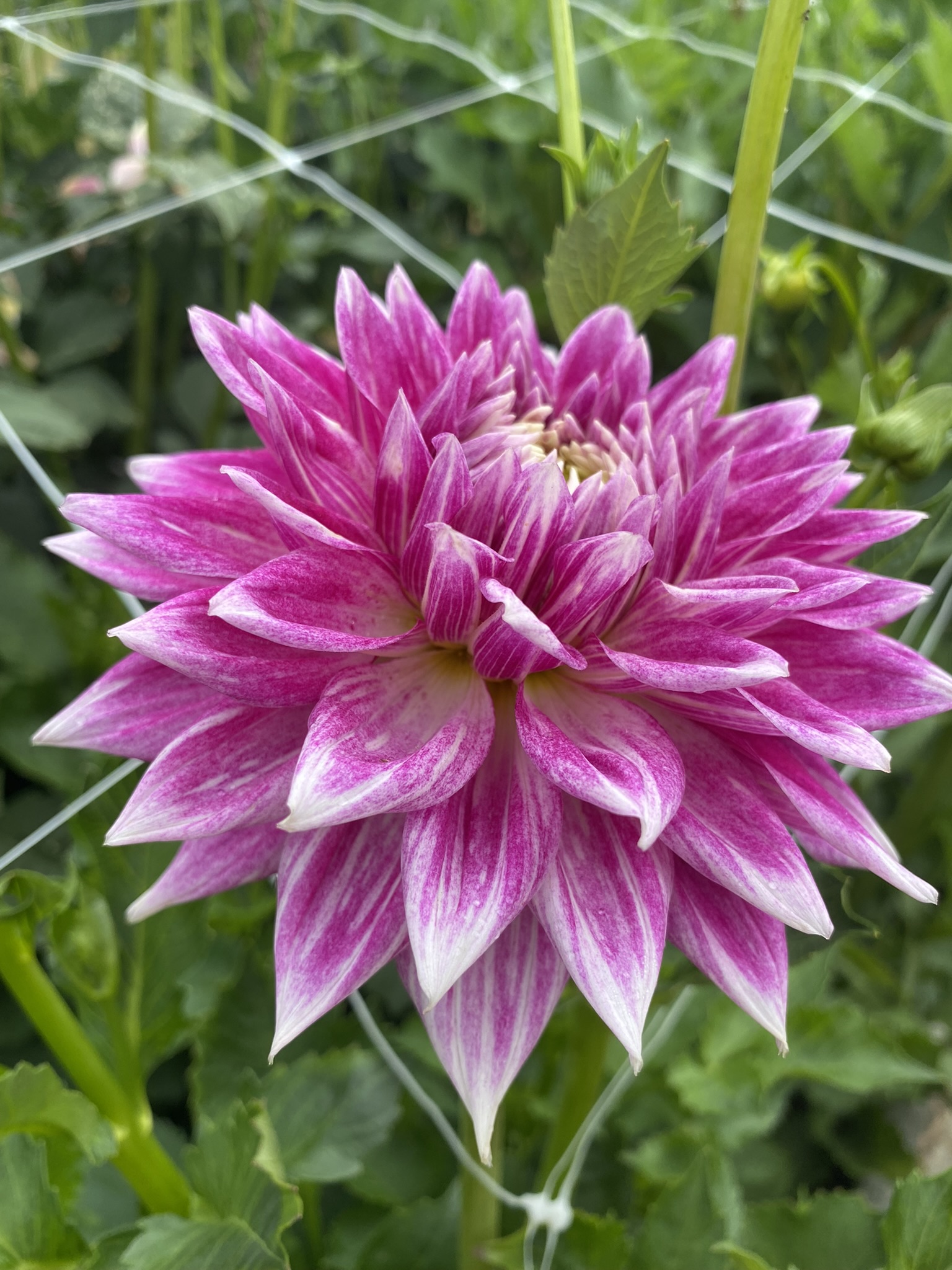 BJ's Dusty Rose Soaring Heart Dahlias