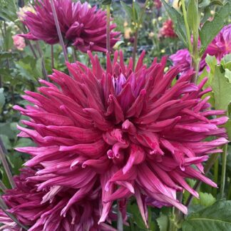 Hollyhill Big Red