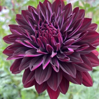 Hollyhill Black Beauty