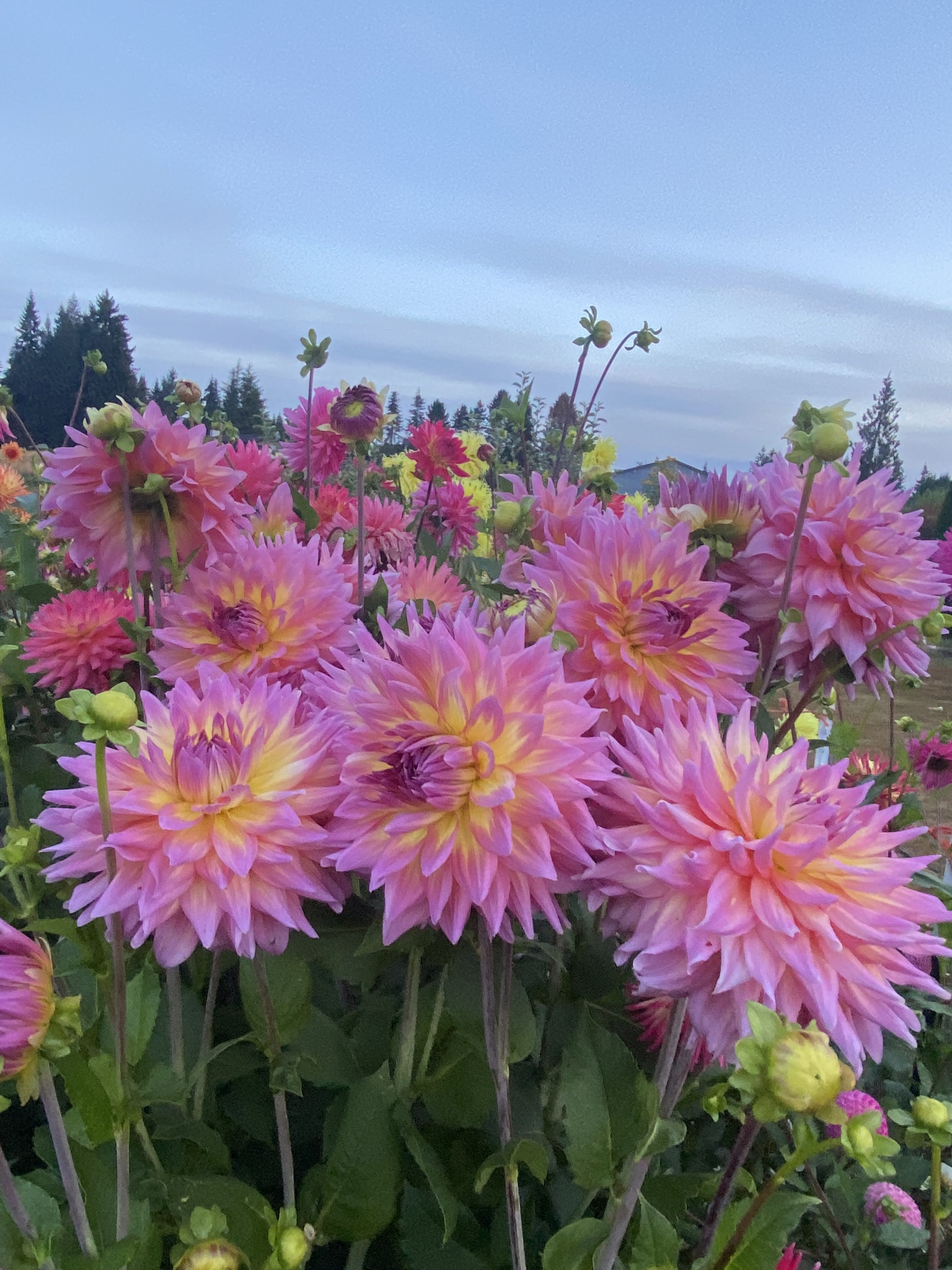 Hollyhill Gloria Soaring Heart Dahlias
