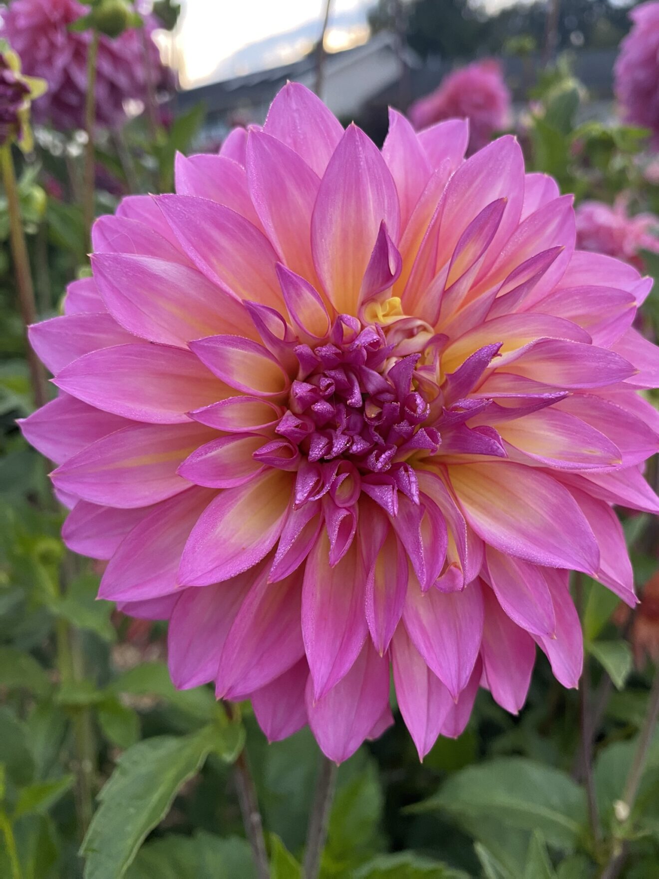Hollyhill Gloria Soaring Heart Dahlias
