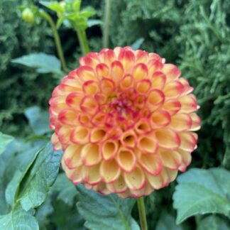 Little Beeswing