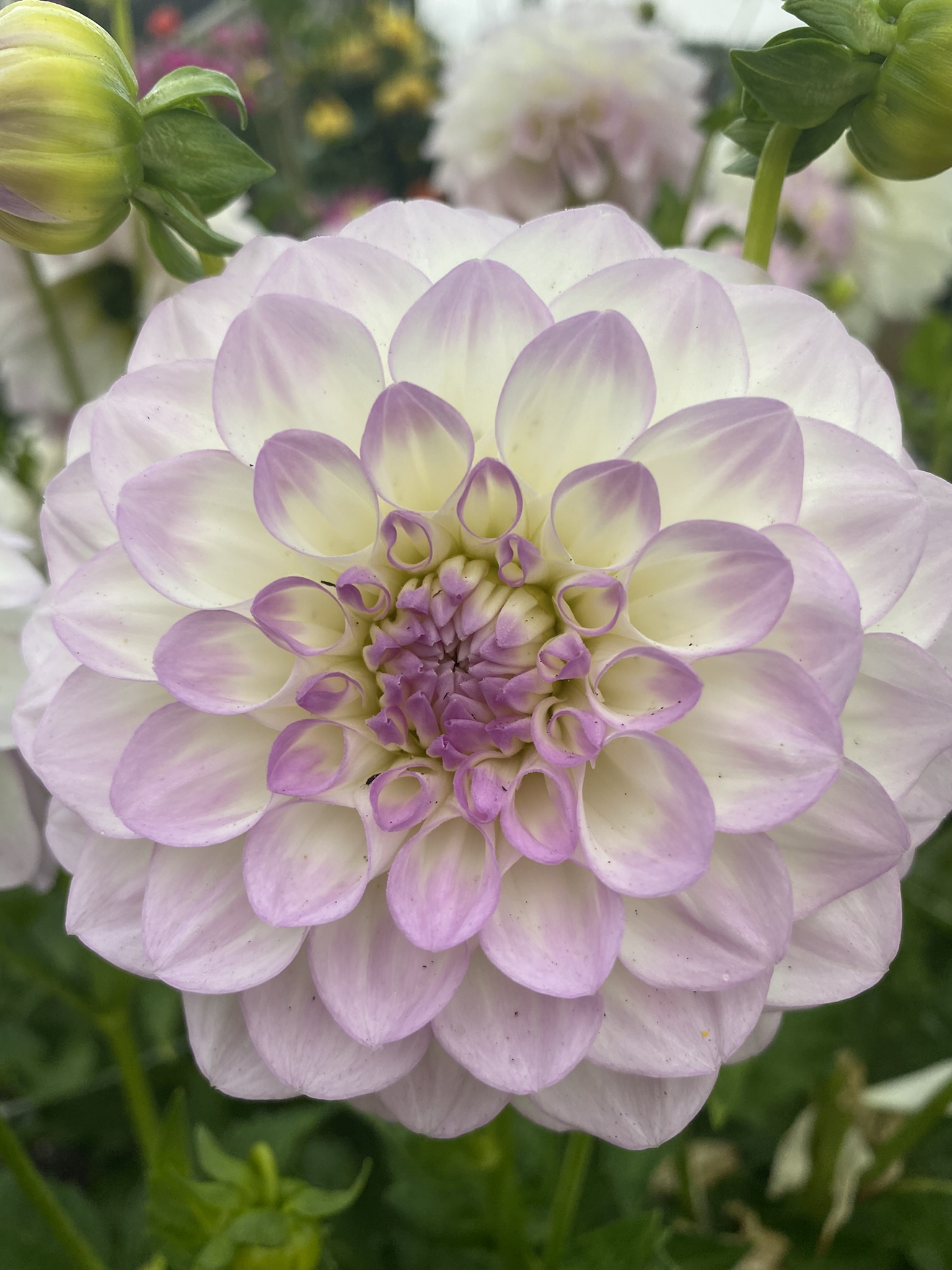 Midnight Moon - Soaring Heart Dahlias