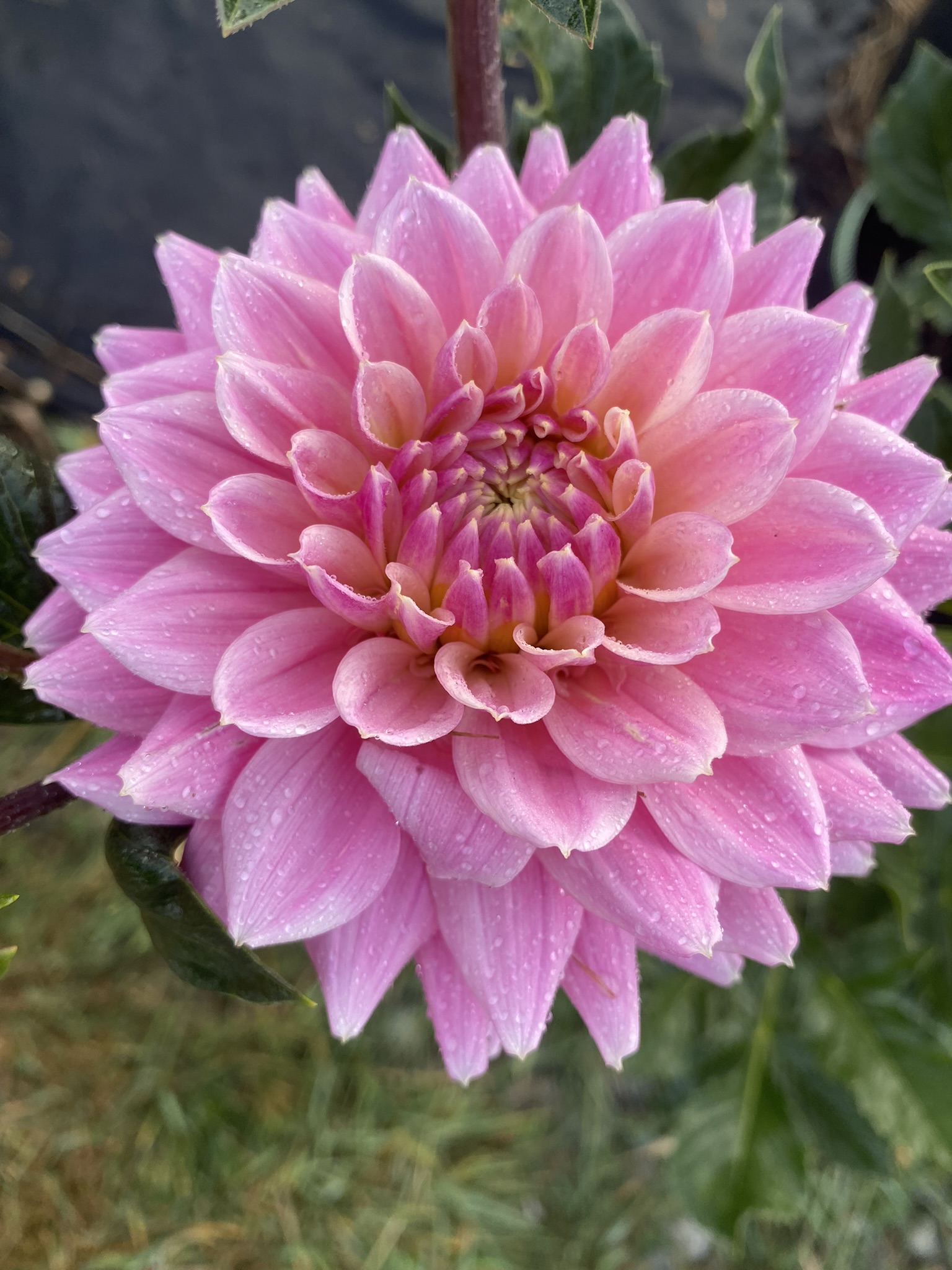 Miss Sarah Soaring Heart Dahlias