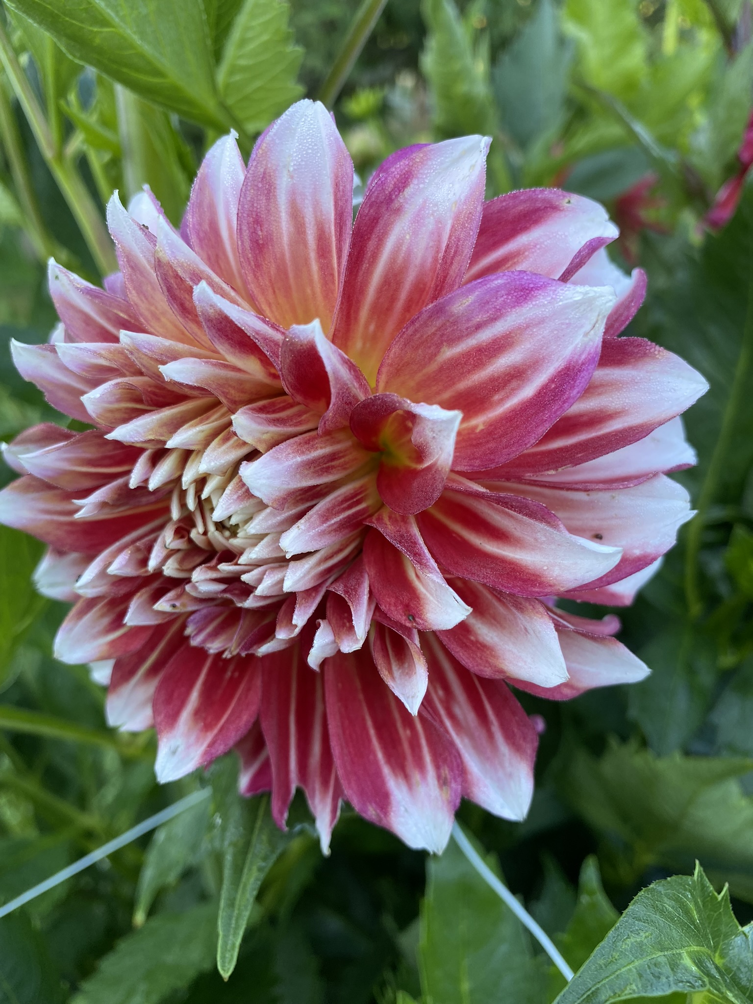 Myrtle's Brandy Soaring Heart Dahlias