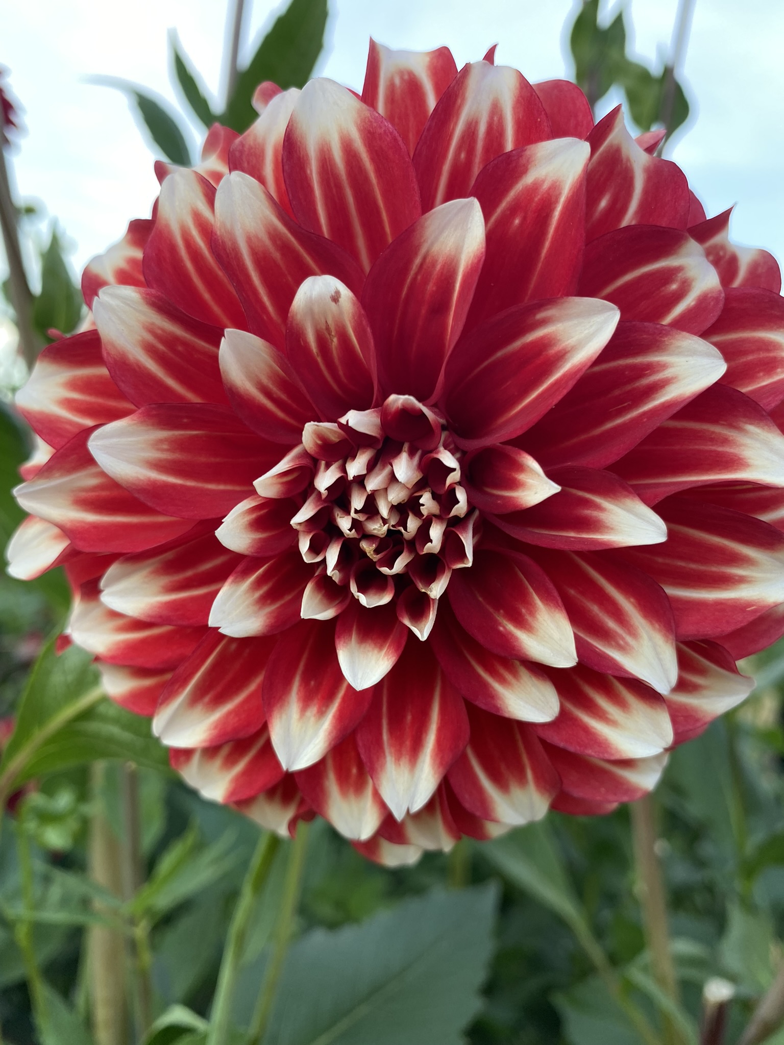 Myrtle's Brandy Soaring Heart Dahlias
