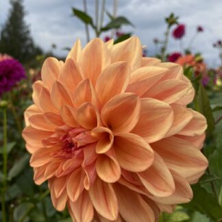 Robann Butterscotch