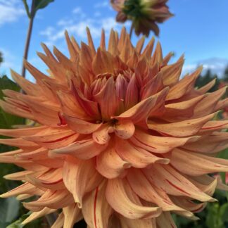 Sandia Tiger