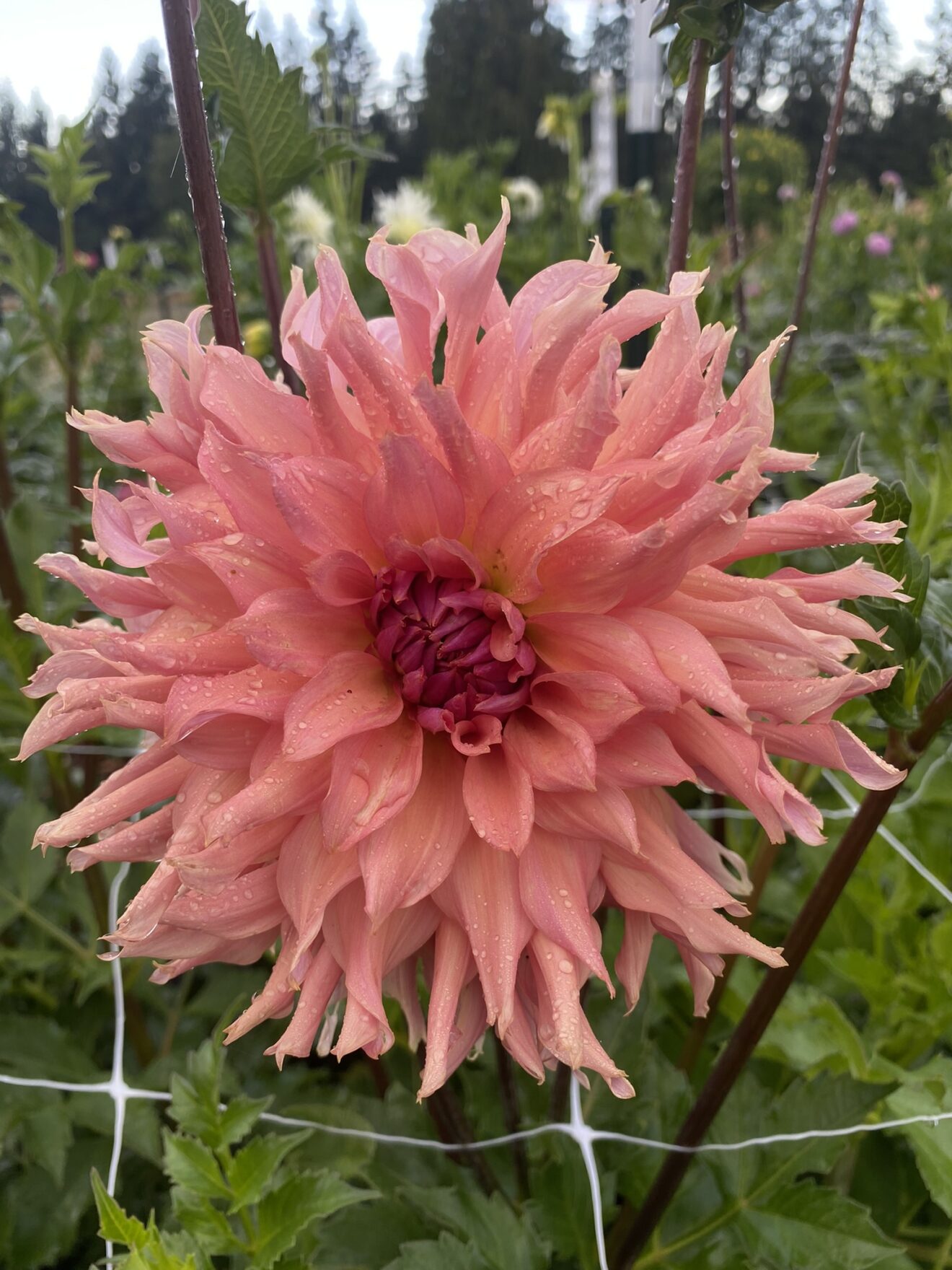 Sherwood's Peach Soaring Heart Dahlias