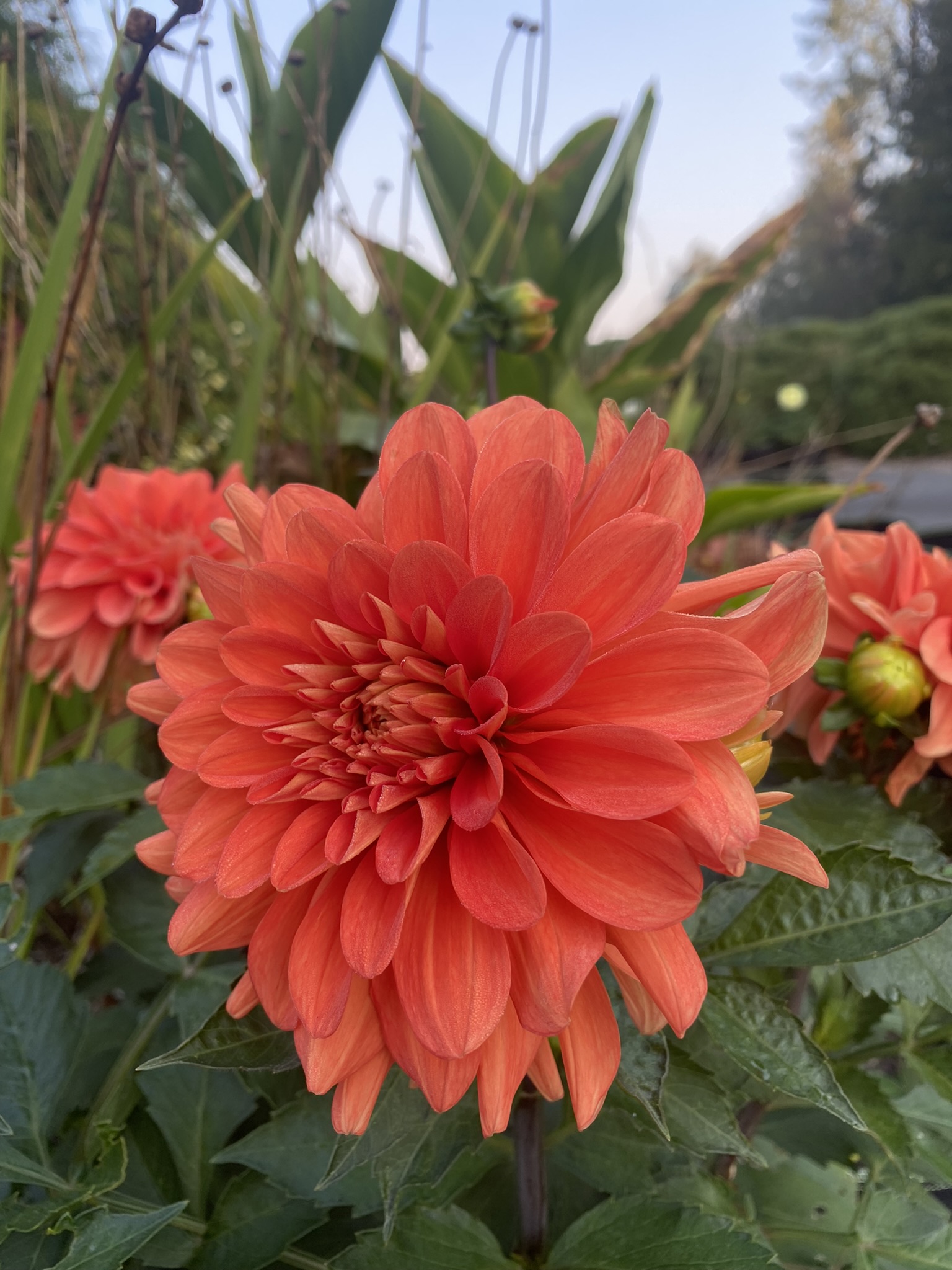 Swan's Olympic Flame - Soaring Heart Dahlias