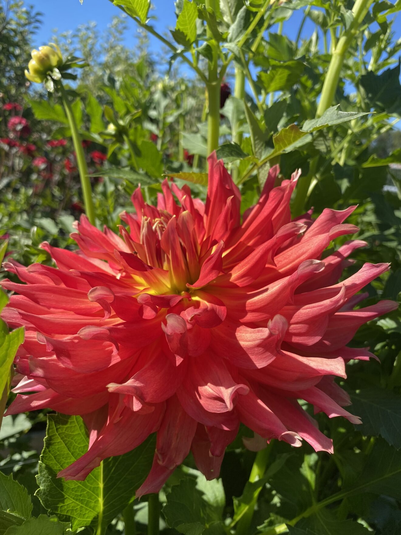 Allen’s Hot Tamale - Soaring Heart Dahlias