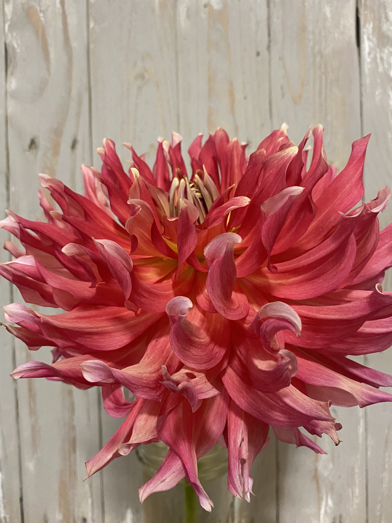 Allen’s Hot Tamale - Soaring Heart Dahlias