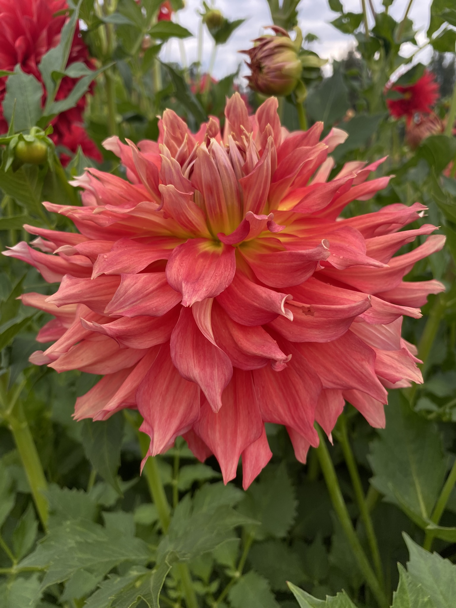 Allen’s Hot Tamale - Soaring Heart Dahlias