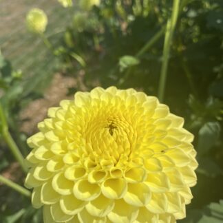 Blyton Golden Girl