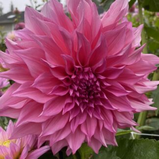 Cafe Au Lait Rose
