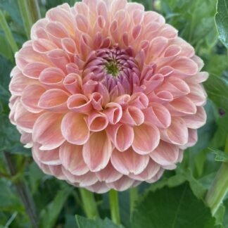 Clearview Peachy