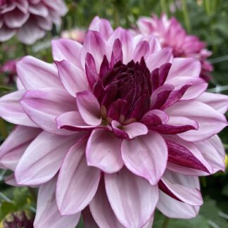 Creme de Cassis