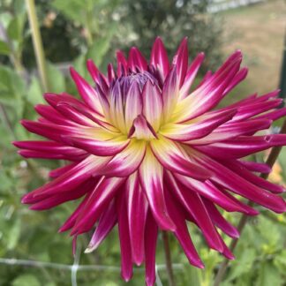 Hollyhill Starburst