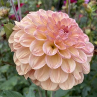 Lark's Ebbe