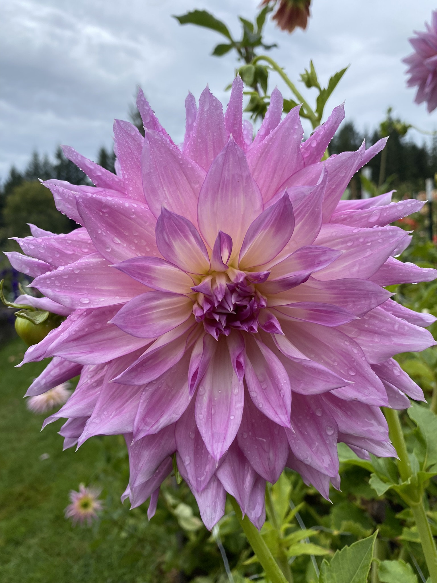 Mingus Wesley Soaring Heart Dahlias