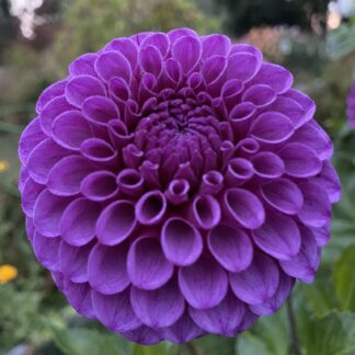 Robann Royal