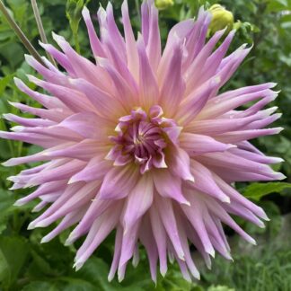 Wyn's Mauve Mist