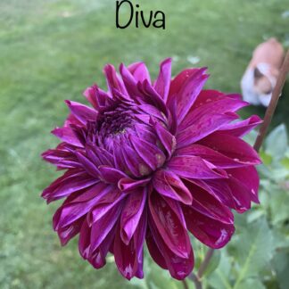 Diva