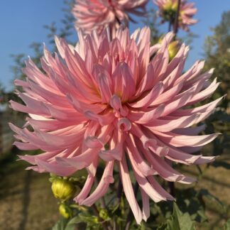 Hollyhill Cotton Candy