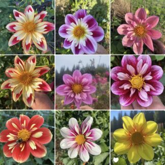 Collarette Dahlia Seeds