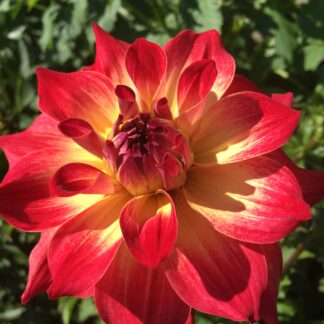 AC Rosebud