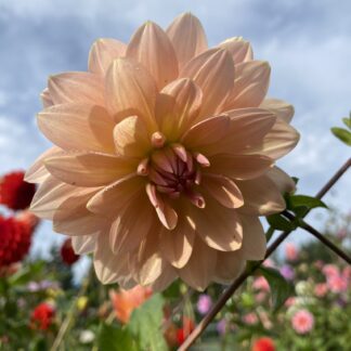 Apricot Desire