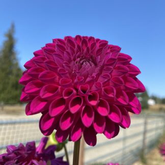 Hollyhill Regal
