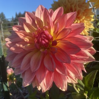 Wanda's Aurora