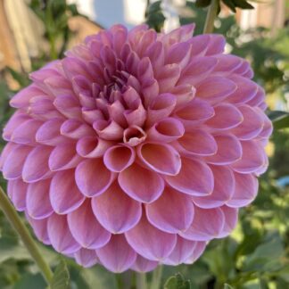 Westerton Pearl