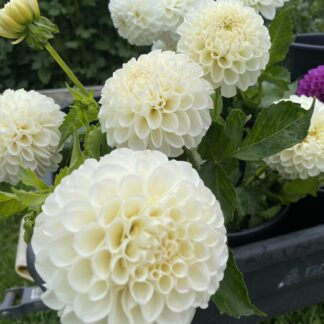 White Nettie