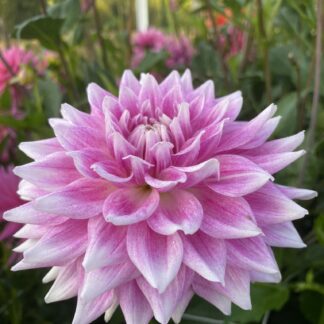 BJ's Dusty Rose