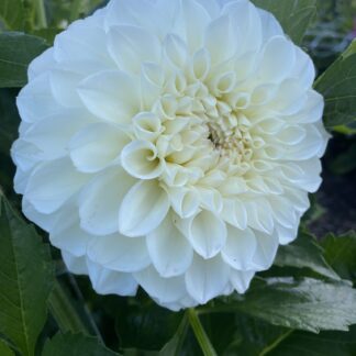 Brookside Snowball