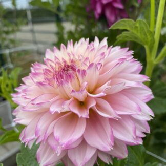 Hollyhill Pinkie