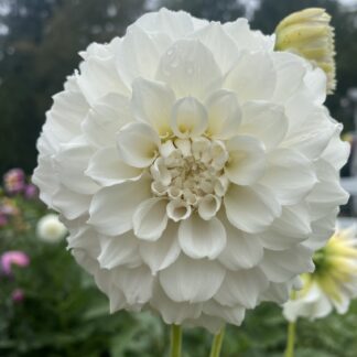 Irish Ruffles