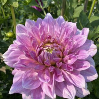 Lavender Perfection