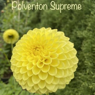 Polventon Supreme