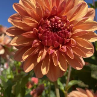 Robann Butterscotch
