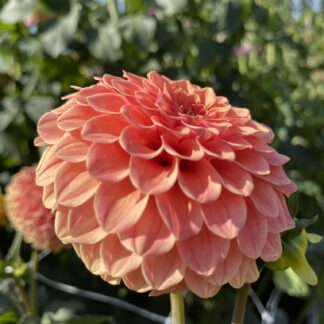 Rose Toscano