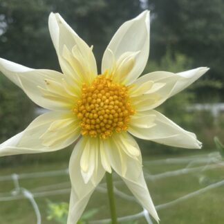 SB's Buttercream