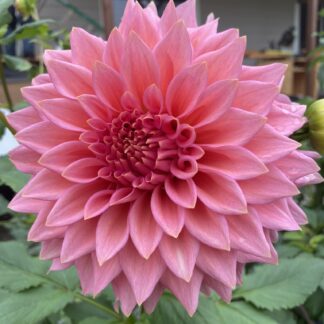 Wyn's Pink Pearl